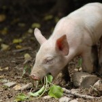 飼料化イメージ